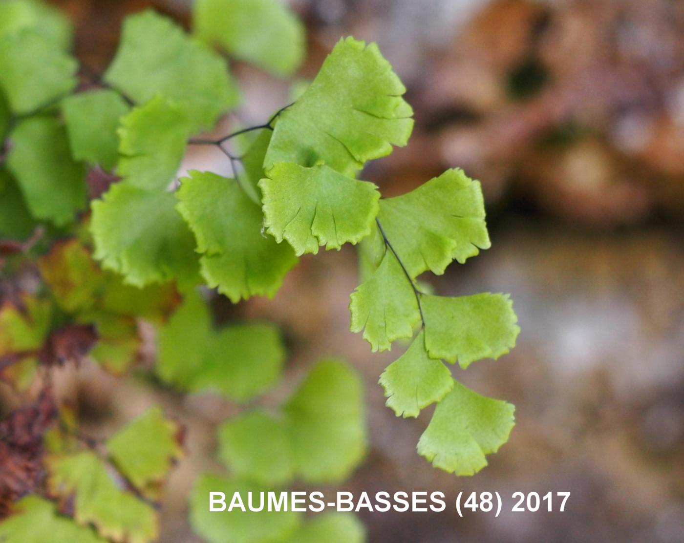 Maidenhair Fern, True leaf